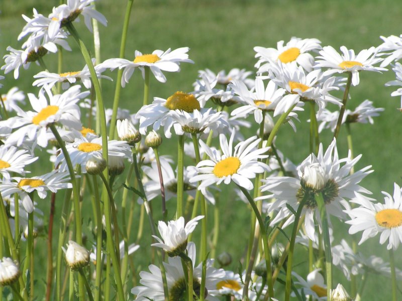 Fleur de grande marguerite.Pascal Mathias